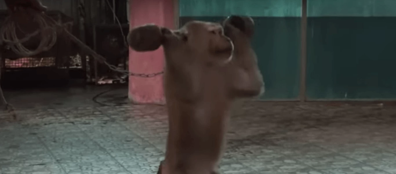 Τσίρκο στην Ταϊλάνδη: Μαϊμού βιώνει σκληρά βασανιστήρια προκειμένου να εντυπωσιάσει το κοινό (βίντεο)